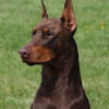 dobermann_z